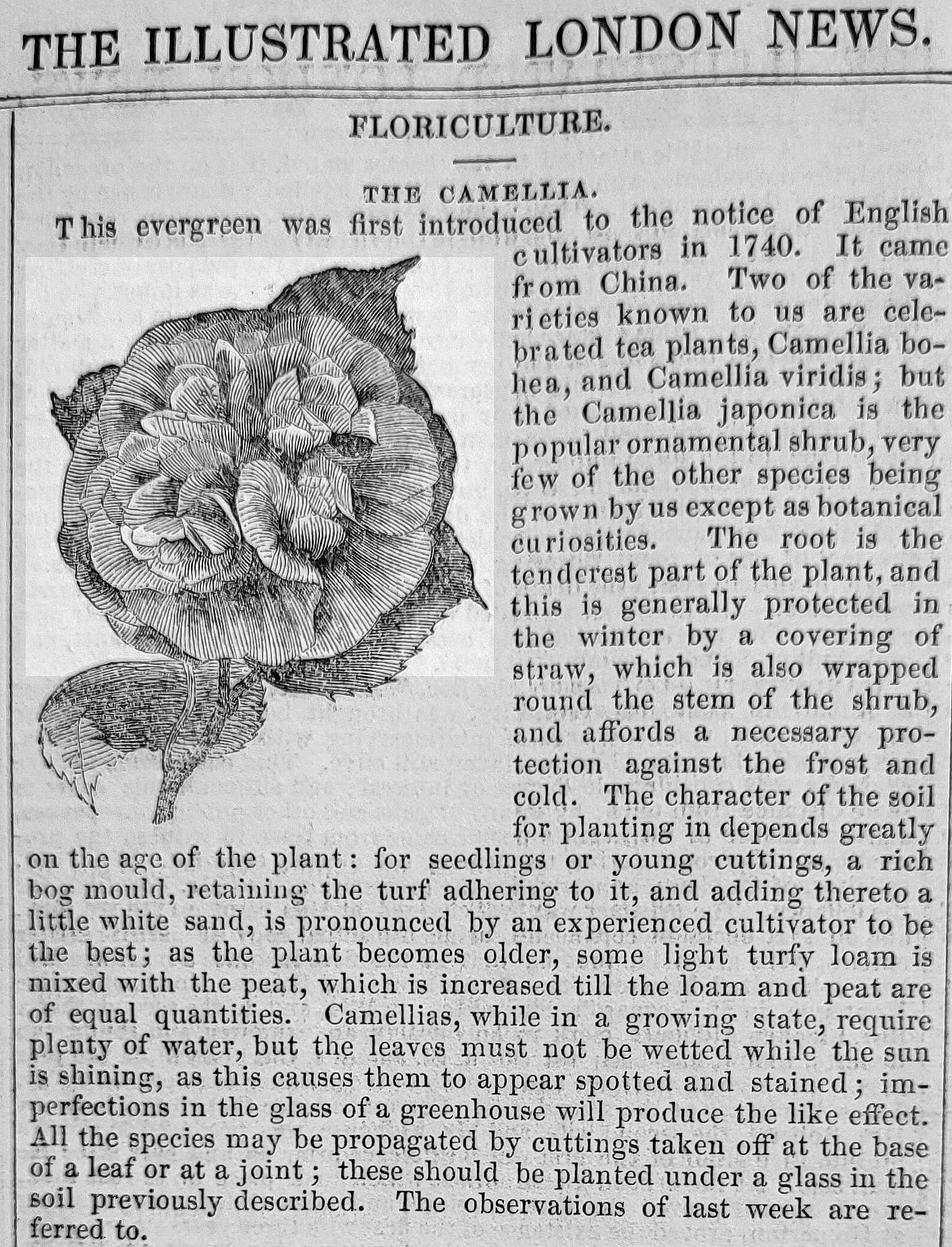 Camelia